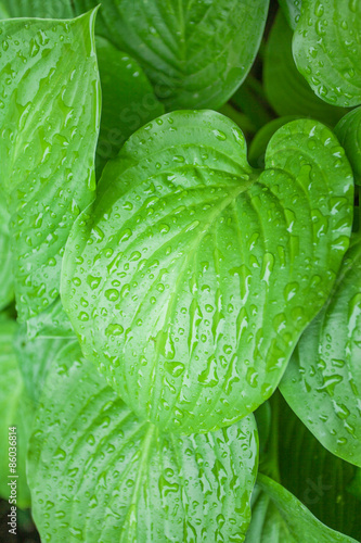 Wet leafs