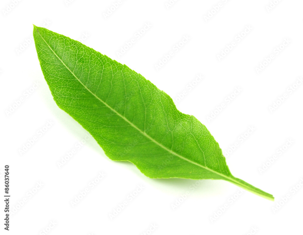 Fototapeta premium almond leav
