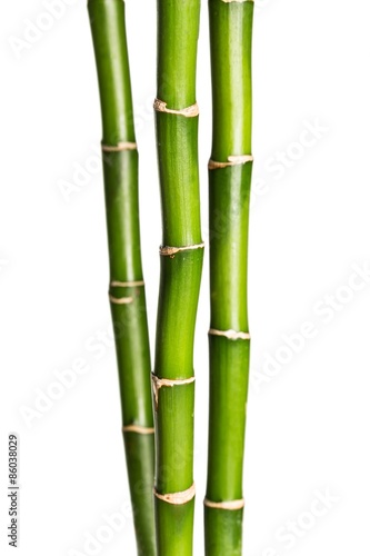 Bamboo Shoot  Bamboo  Leaf.