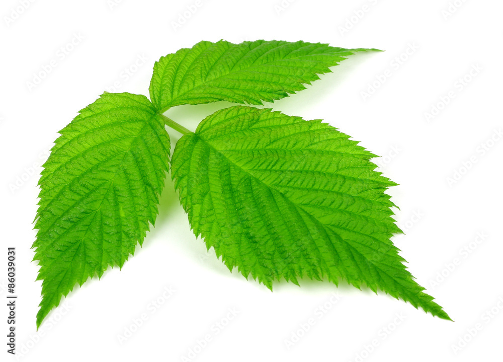 raspberry leaf on a white background raspberry leaf on a white background