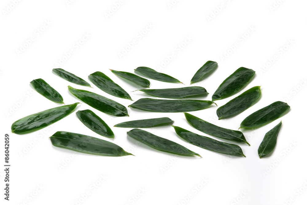 Fototapeta premium 笹の葉