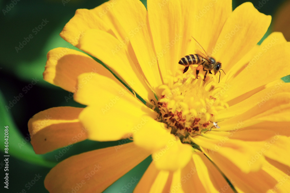 Yellow flower with Bee in a field Yellow flower with Bee in a field