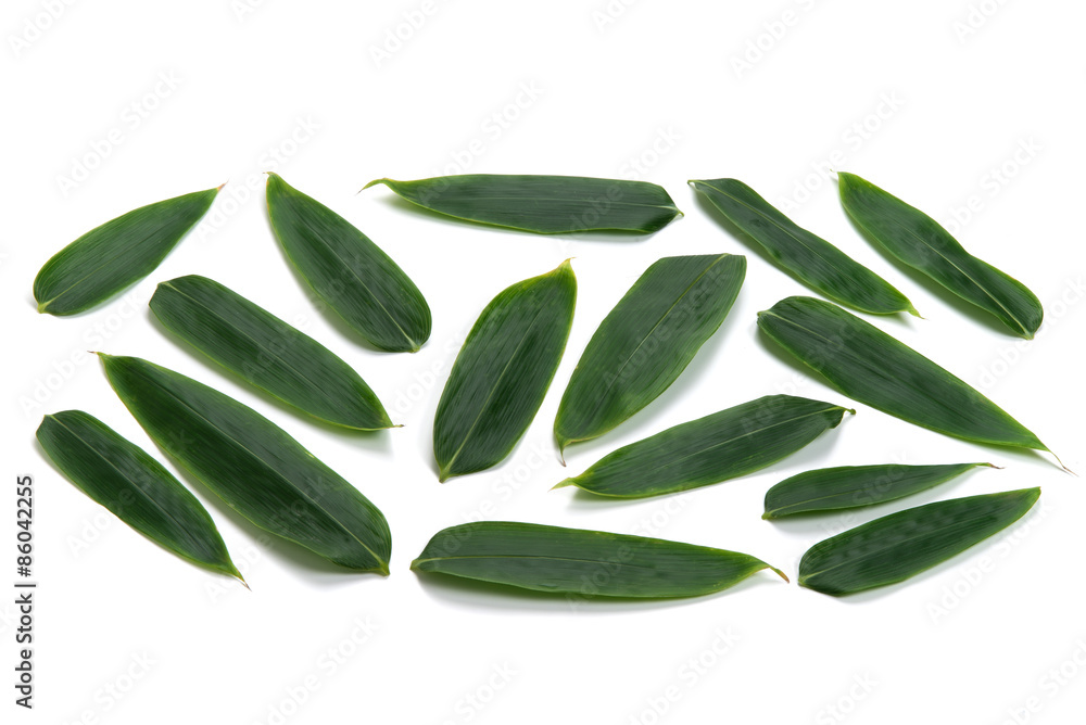 Fototapeta premium 笹の葉