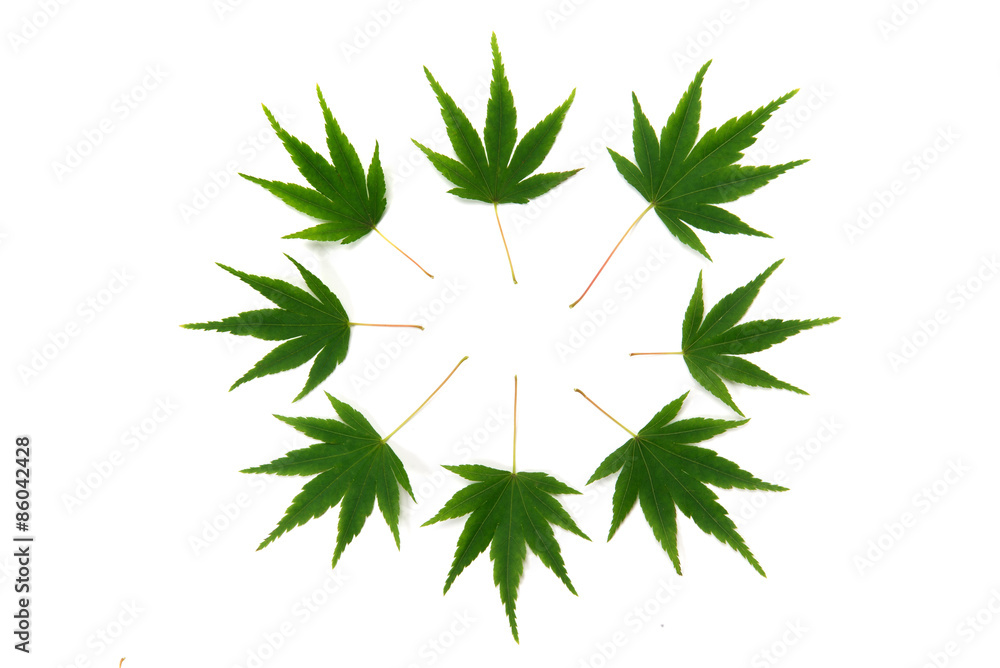 Naklejka premium モミジの葉