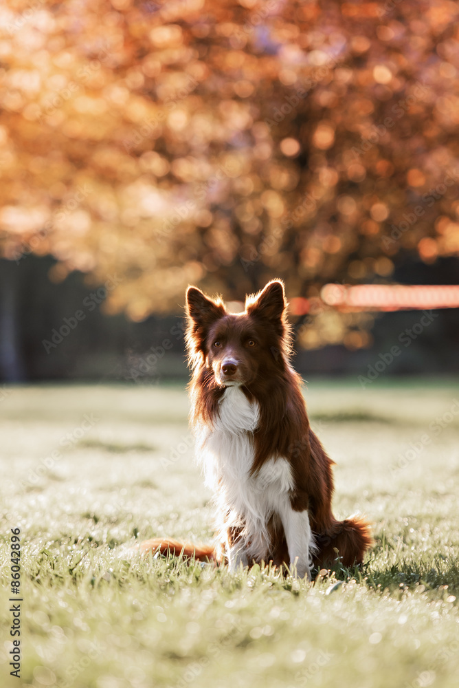 border collie dog portrait on a background of white flowers in spring border collie dog portrait on a background of white flowers in spring