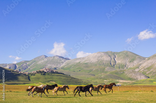 Cavalli al galoppo nei pressi di Castelluccio