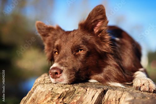 Red border collie dog sitting on a log in summer © brusnikaphoto