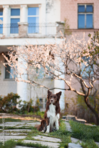 border collie dog portrait on a background of white flowers in spring © brusnikaphoto
