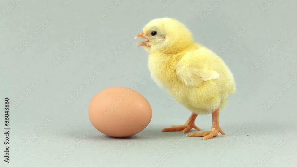 Lonely newborn chicken near an egg, chirping Lonely newborn chicken near an egg, chirping