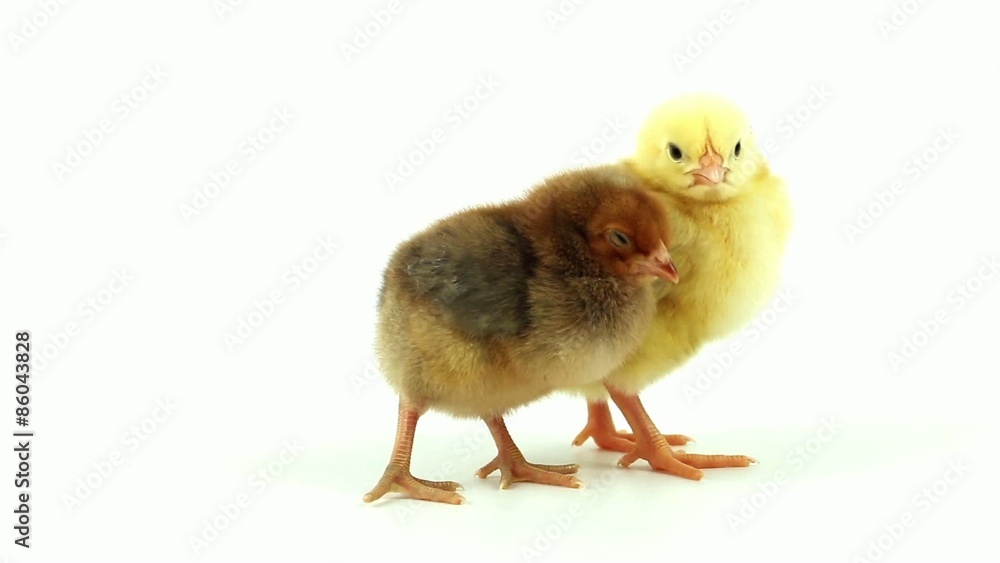 Two chickens standing on white background Two chickens standing on white background