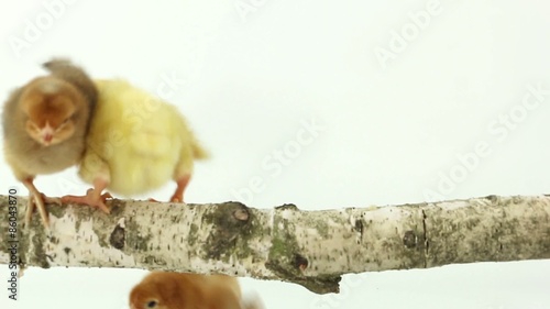 Three newborn chickens on wood branch