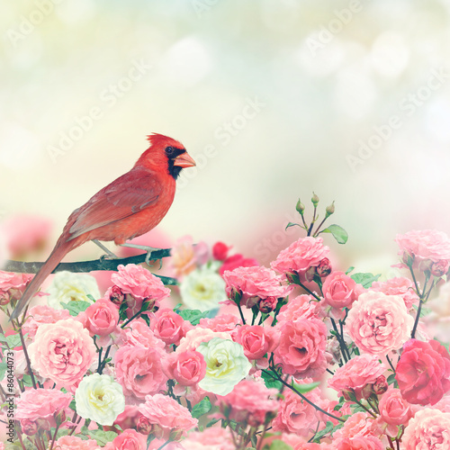 Fototapeta Red Cardinal In Rose Garden