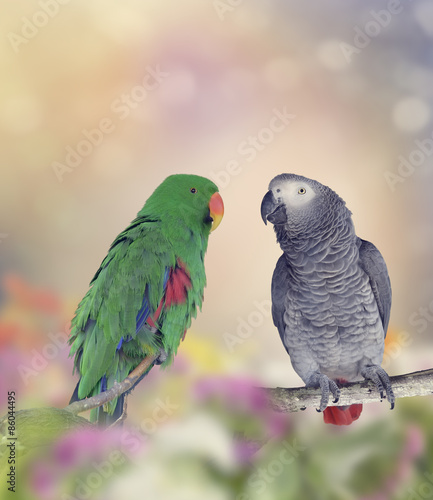 Fototapeta Two Parrots