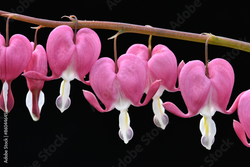 Dicentra spectabilis / Coeur de Marie / Coeur de Jeannette /  Coeur Saignant photo