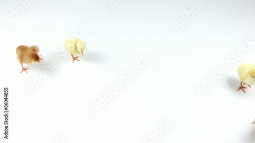 Happy newborn chickens running around on white background