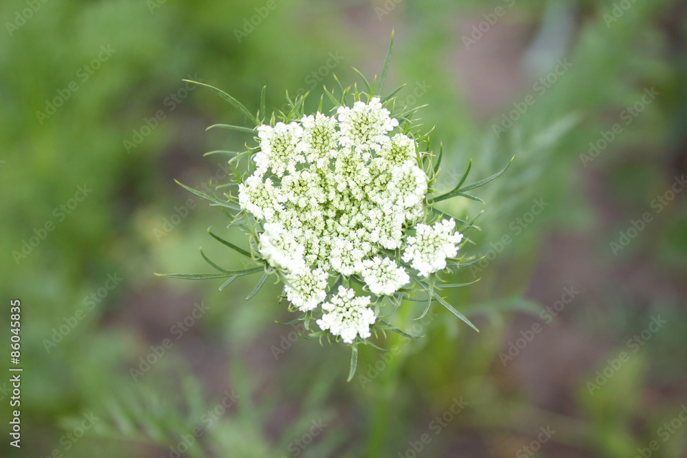 inflorescence seeds of parsley in the garden in spring inflorescence seeds of parsley in the garden in spring