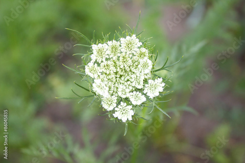 фотографія inflorescence seeds of parsley in the garden in spring