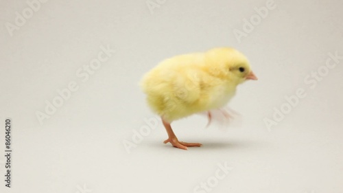 Newborn chicken walking through the scene