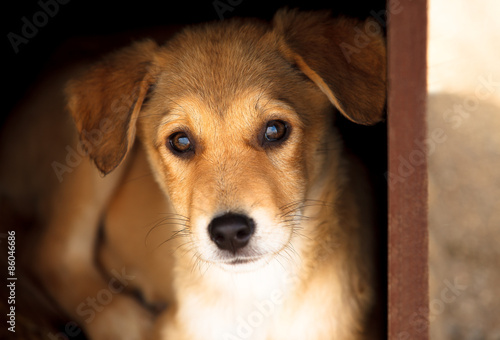 curious adorable puppy