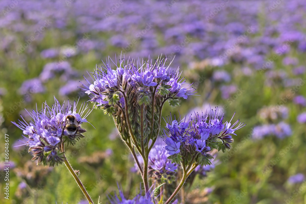 Close-up of phacelia on a field