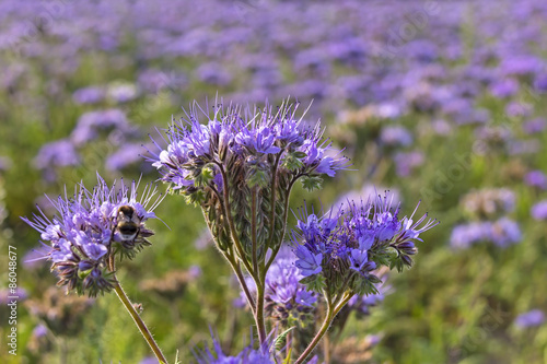 Obraz na płótnie Close-up of phacelia on a field w salonie