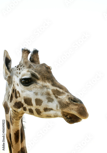 голова жирафа на белом фоне © shediva