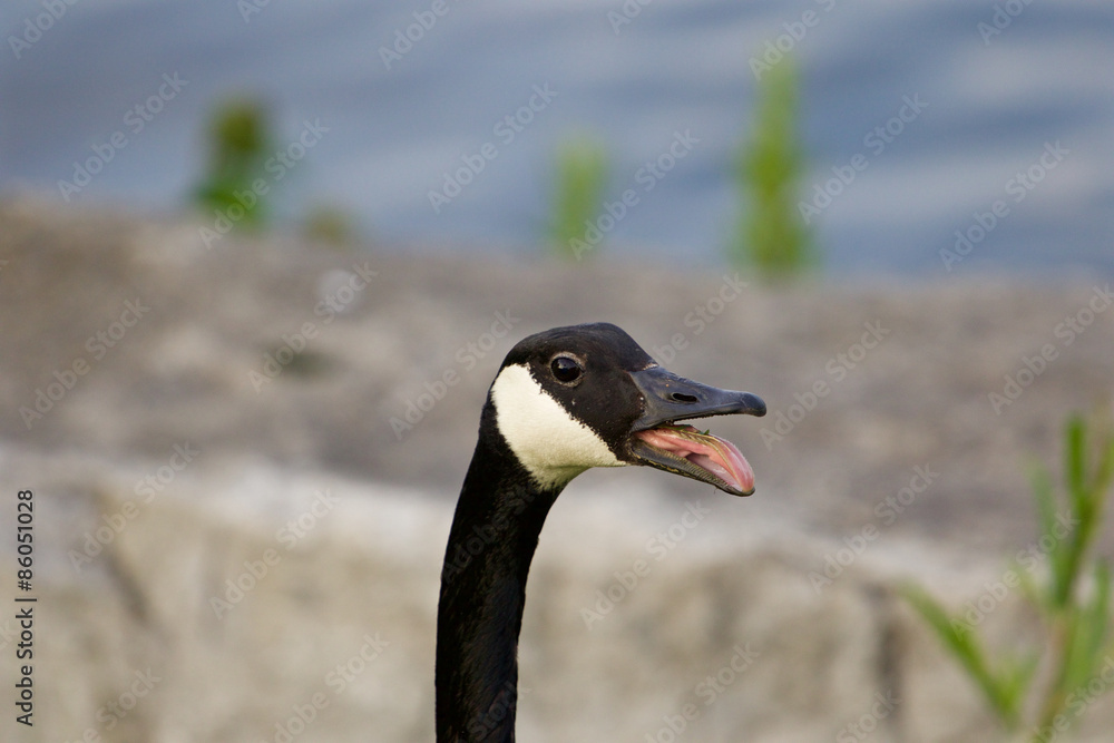 Obraz premium Interesting tonque of the cackling goose with the teeth on it