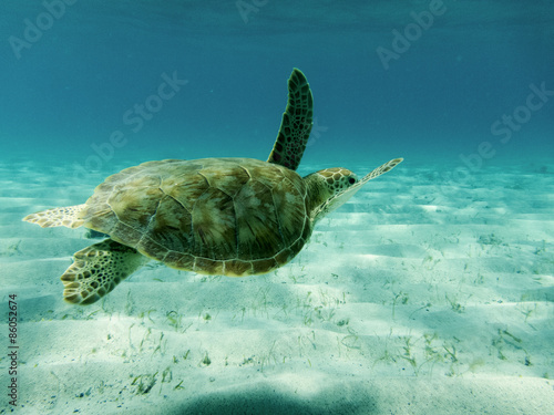 Photography Close up  of a Green Sea Turtle (Chelonia mydas) Swimming in Sunlit Caribbean Seas at Tobago Cays