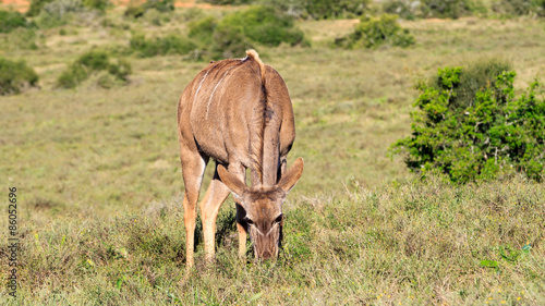 Commen Duiker photo