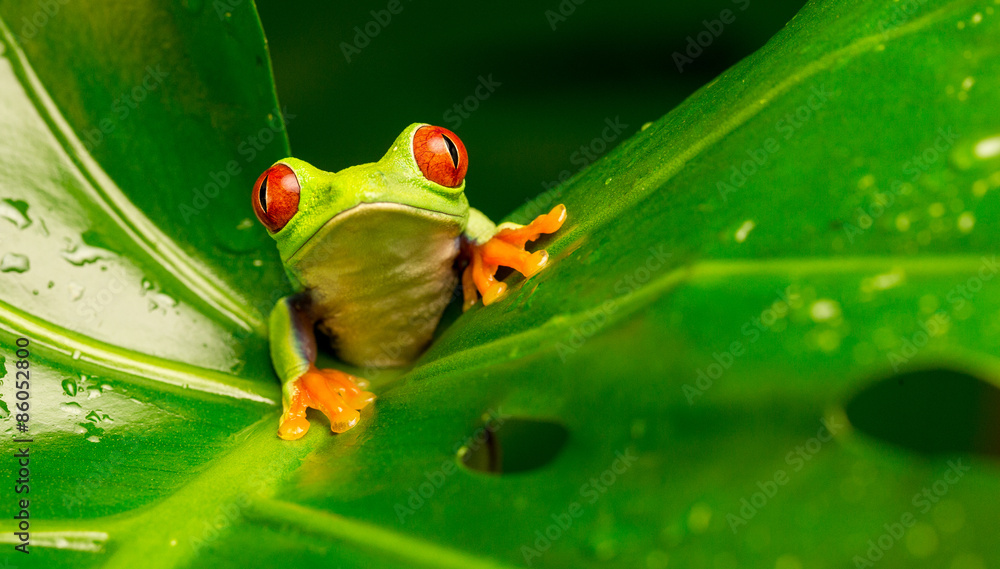 Naklejka premium Hi there! red eyed tree frog peeking over a leaf