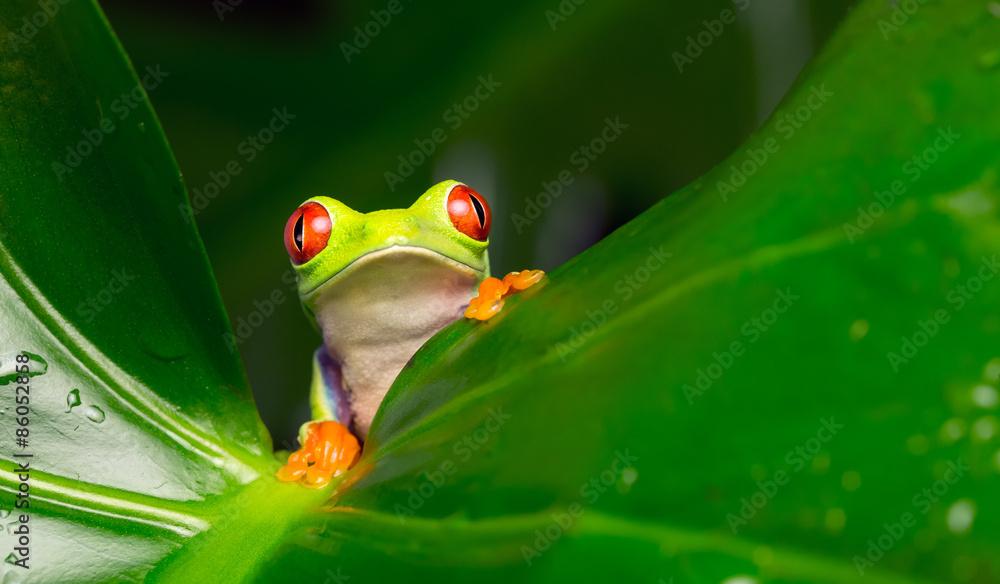 Obraz premium Hi there! red eyed tree frog peeking over a leaf
