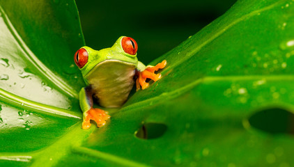 Wandcirkels Kikker Roodogige boomkikker piept over blad  © bridgephotography