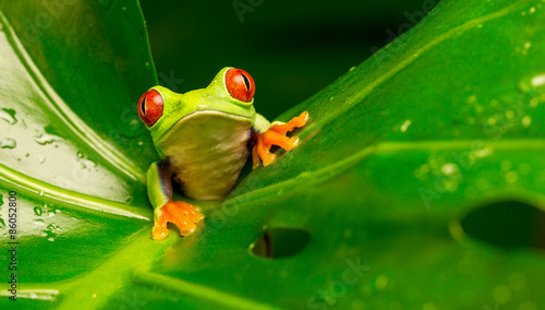 Hi there!
red eyed tree frog peeking over a leaf