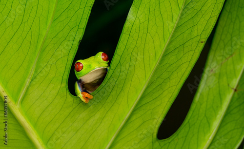 just hanging around, a red eyed tree frog looking out between a plant leaf