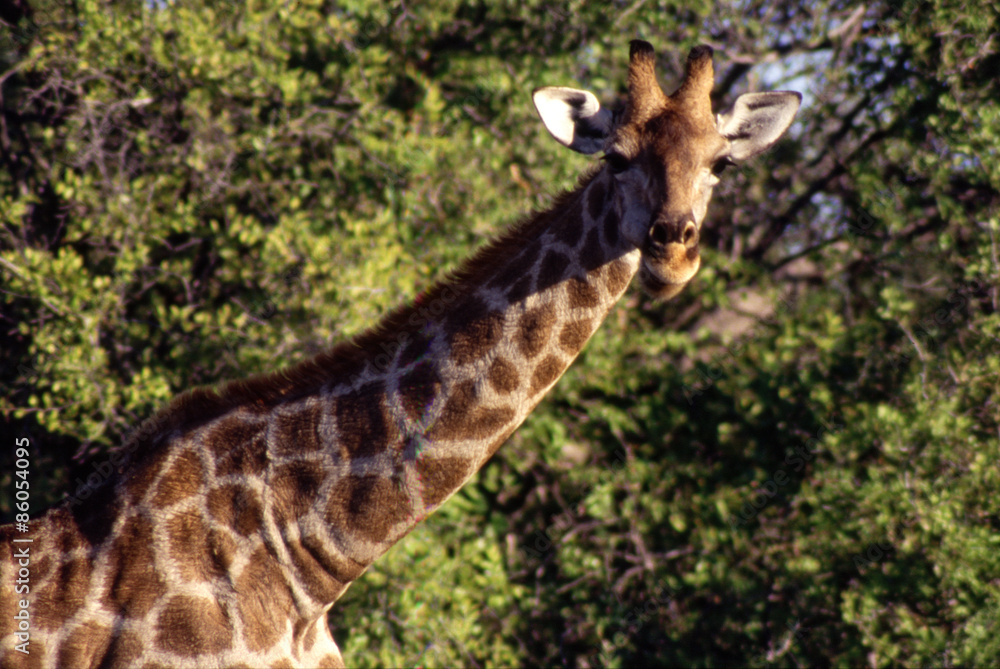 Fototapeta premium Giraffa (Giraffa camelopardalis) del Parco Nazionale di Etosha in Namibia 