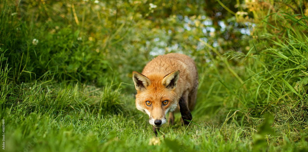 red fox red fox