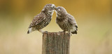 Little owl kissing