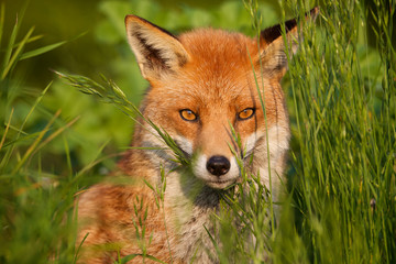 Wandcirkels Vos Rode vos close-up in wildernis  © bridgephotography