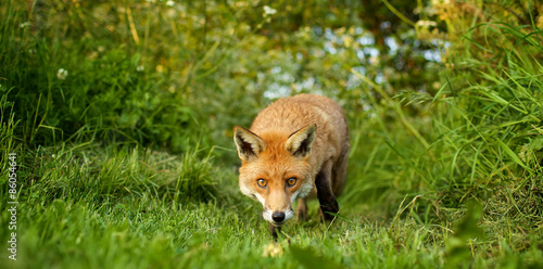 red fox © bridgephotography