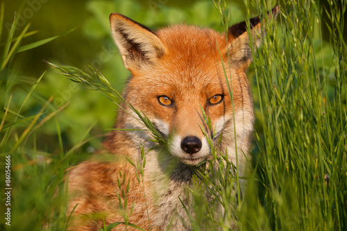 Canvas Print red fox
