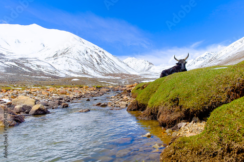 yak relax near canal, Kashmir India