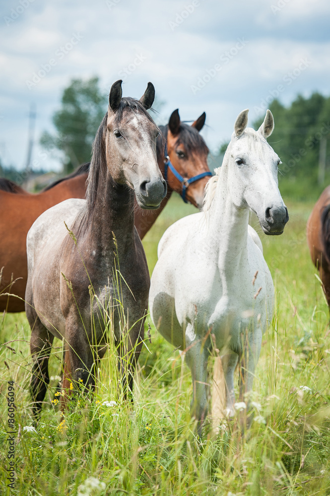 Fototapeta premium Two beautiful andalusian horses standing on the pasture
