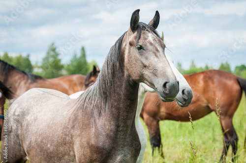 Portrait of beautiful andalusian horse in the herd
