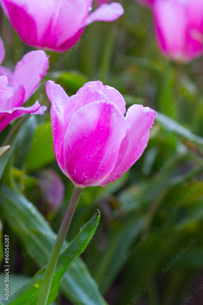 Fototapeta premium Tulips flower in the garden