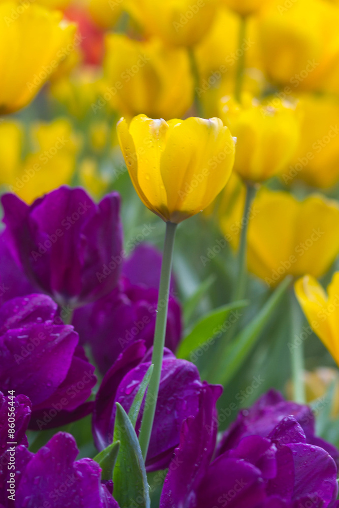 Obraz premium Tulips flower in the garden