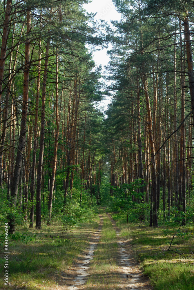 Obraz premium Lane in the forest.