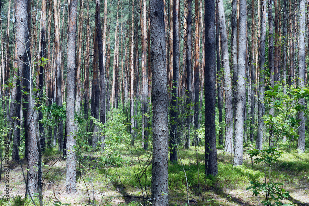 Many pines in forest Many pines in forest