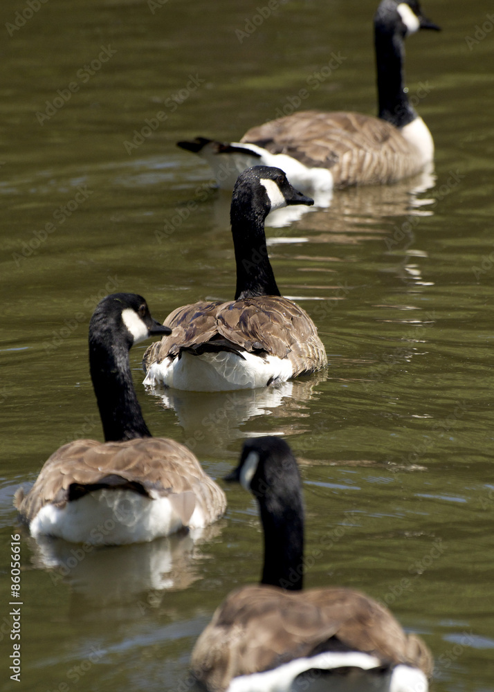 Obraz premium Geese in a Row