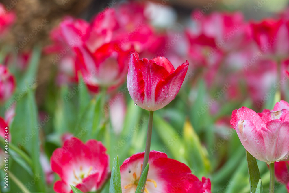 Fototapeta premium Tulips flower