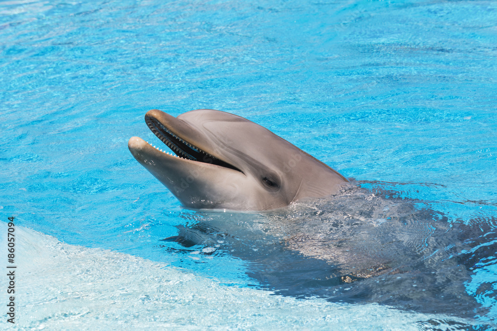 Naklejka premium Dolphin smiling in the water